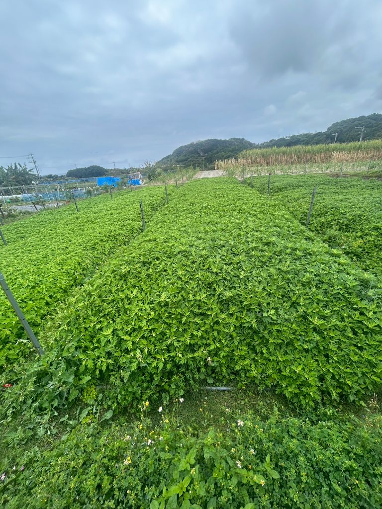沖縄県産フーチバー（よもぎ）の無農薬畑